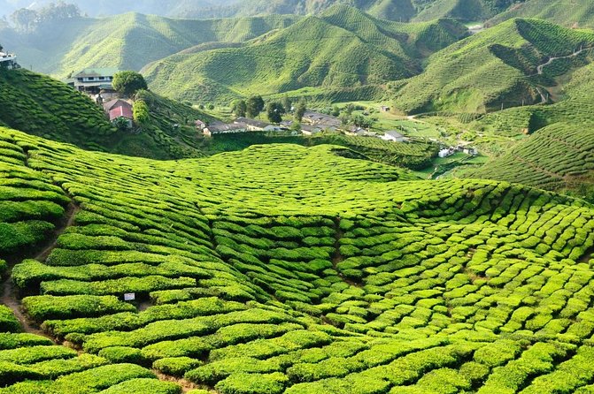 Cameron Highland Full Day Tour from KL City (Private) - Key things I’d zero in on