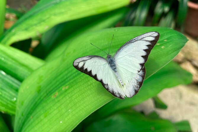 Cameron Highland Full Day Tour from KL City (Private) - Your driver-guide, and how to get the best day out of one person
