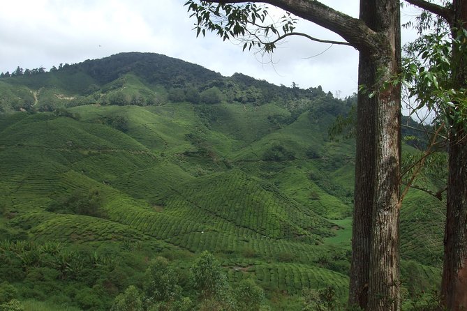 Cameron Highlands Amazing Day Trip Tour with Local Lunch - Stop 2, Cameron Bharat Tea Estate: the views are the lesson