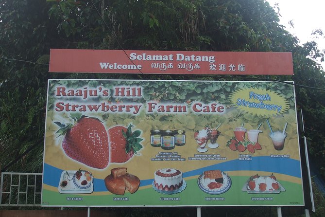 Cameron Highlands Amazing Day Trip Tour with Local Lunch - Stop 3, Raju Hill Strawberry Farm: garden time plus a café