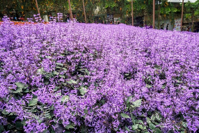 Cameron Highlands Full-Day Tour from Ipoh with Lunch - Getting From Ipoh Without Losing Your Whole Day