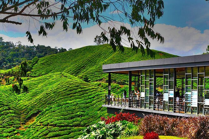 Cameron Highlands Full-Day Tour from Ipoh with Lunch - Kea Farm Market and Cactus Valley: Quick, Fun, and Efficient
