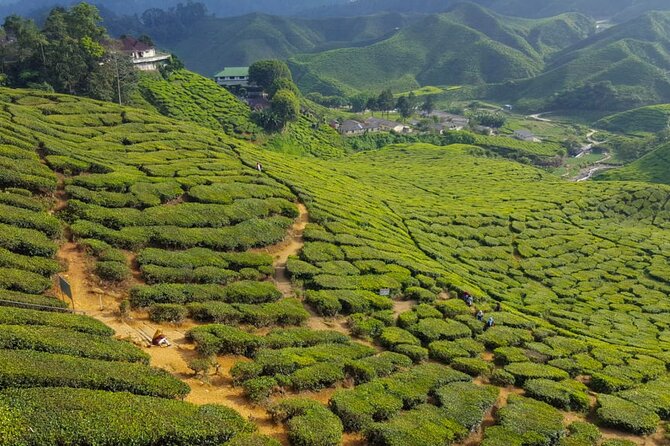 Cameron Highlands Full-Day Tour from Ipoh with Lunch - Lata Iskandar Waterfall: A Classic Photo Stop on the Main Road