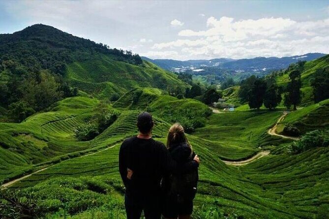 Cameron Highlands Full-Day Tour from Ipoh with Lunch - Tea Plantation Time: Sungai Palas and Cameron Bharat