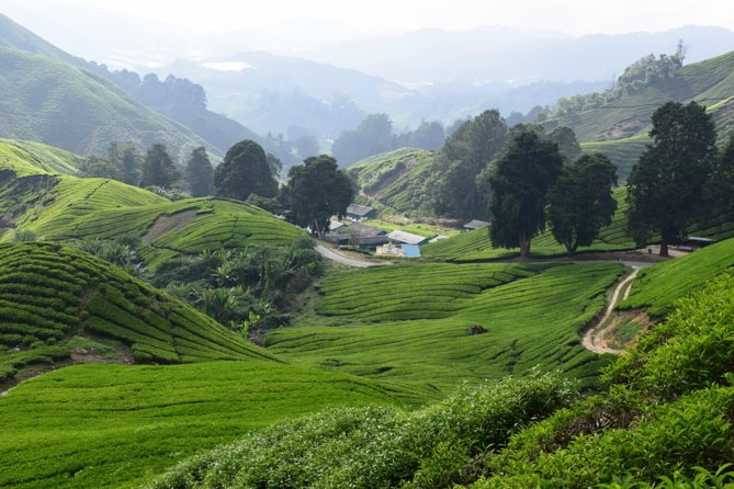 Cameron Highlands, Garden of Nature Full Day Private Guided Tour - Morning Farms: Tea Plantation, Strawberries, and the Market Loop