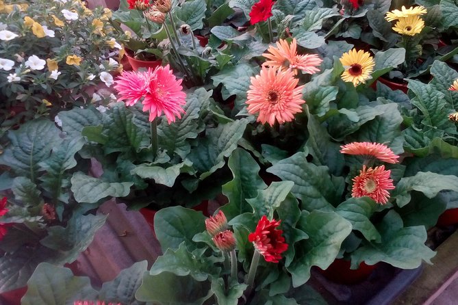 Cameron Highlands, Garden of Nature Full Day Private Guided Tour - The Included Lunch: Steam-boat Lunch with Fresh Produce