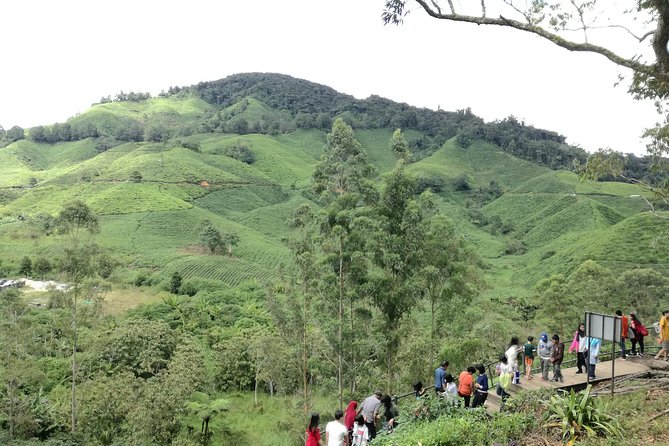 Cameron Highlands, Garden of Nature Full Day Private Guided Tour - Price and Value: What $166.48 Really Buys You