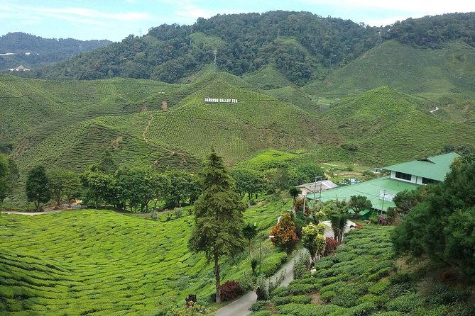 Cameron Highlands: Nature's Wonder Amazing Rafflesia Explorer - Rafflesia in Cameron Highlands: Why This Hike Is So Tricky