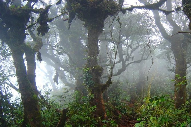 Cameron Highlands: Nature's Wonder Amazing Rafflesia Explorer - Pickup, Minivan Comfort, and Group Size: How the Day Stays Manageable