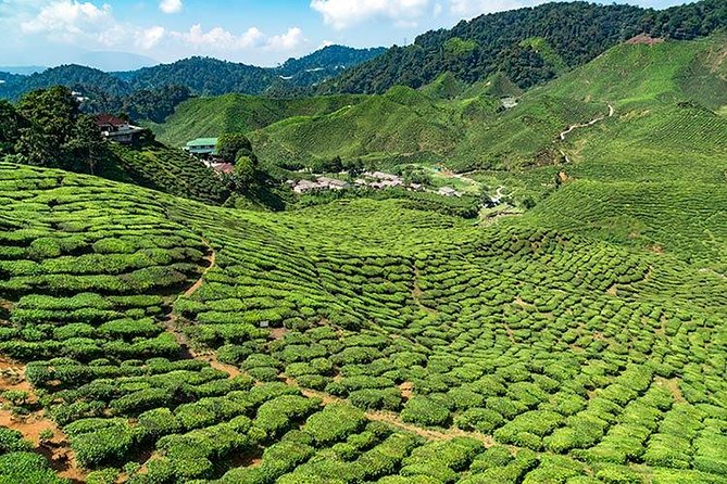 Cameron Highlands One Day Trip from Kuala Lumpur Privately Organised - Why a private Cameron Highlands day feels easier than DIY