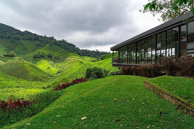 Cameron Highlands One Day Trip from Kuala Lumpur Privately Organised - BOH Viewpoint and the tea-making lesson you can actually use