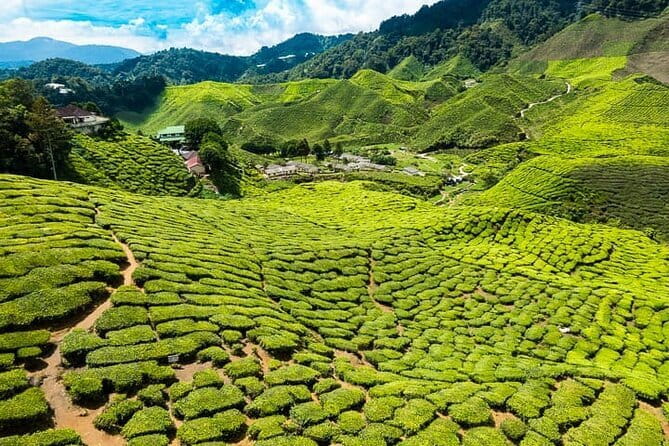 Cameron Highlands Private Day Tour from Ipoh, Package B - BOH Tea Centre at Sungei Palas Garden: the tea-world intro you will actually enjoy