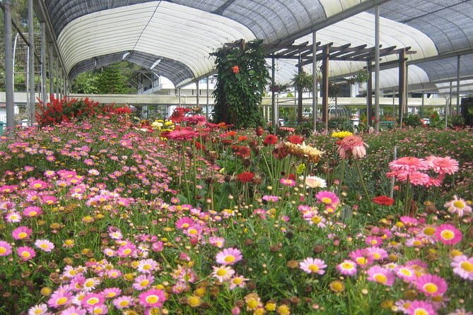Cameron Highlands Sightseing Tour - A 3.5-hour hit of tea, roses, and strawberry stops