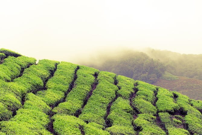 Cameron Highlands Sightseing Tour - Strawberry farm time, and the strawberry milkshake moment