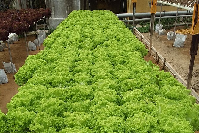Cameron Highlands Sunrise Discovery - The Mossy Forest walk: why entrance fees matter