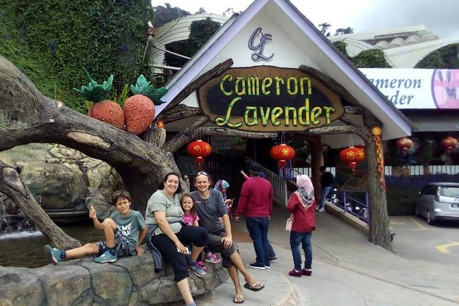 Cameron Highlands Sunrise Discovery - BOH tea plantation and factory: tea making you can picture