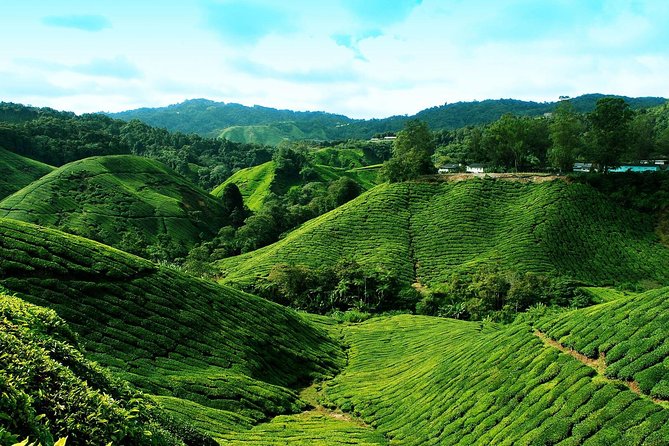 Cameron Highlands Tour from Kuala Lumpur - Lata Iskandar Waterfall Stop, plus a market edge at the roadside
