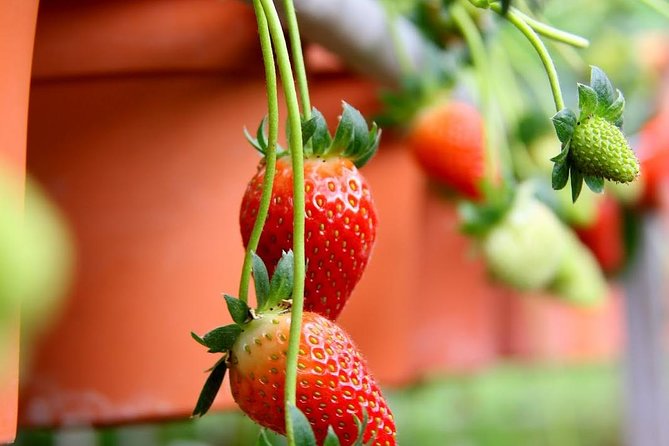 Cameron Highlands Tour from Kuala Lumpur - Bee Farm Mini Museum and honey shopping, what to expect