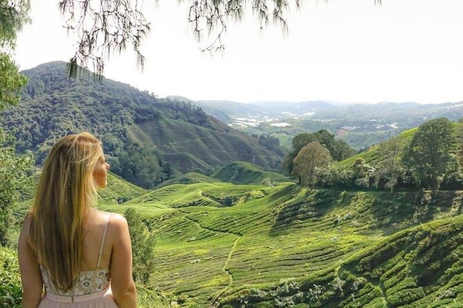 Cameron Highlands Tour from Kuala Lumpur - Strawberry picking at Healthy Strawberry Farm, hands-on fun that earns its time