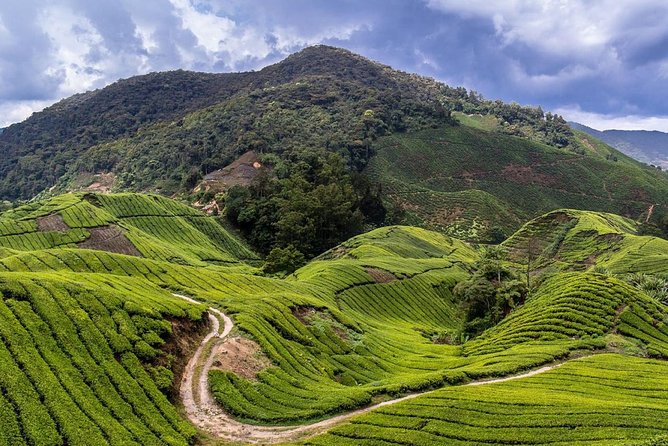 Cameron Highlands Tour on Private Basis - Vegetable farm, vegetable market, and farm life that feeds the day