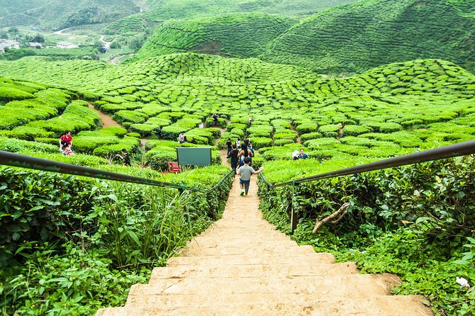 Cameron Highlands Tour on Private Basis - Strawberry self picking plus honey bee farm and cactus garden