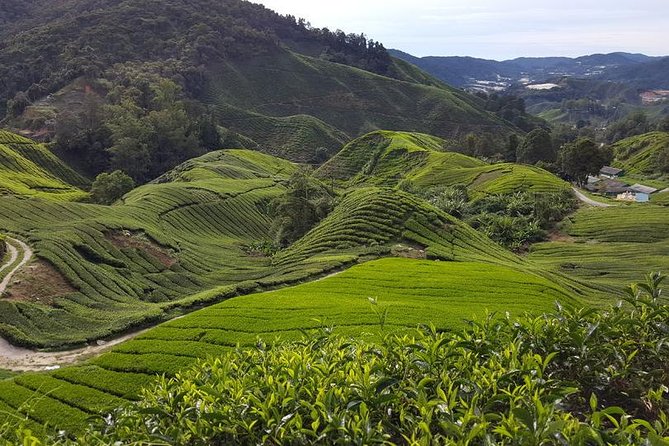 Cameron Highlands with Lunch Guided Day Tour (SIC/Shared Tour) - Cameron Highlands in One Long Day: What the Schedule Really Means