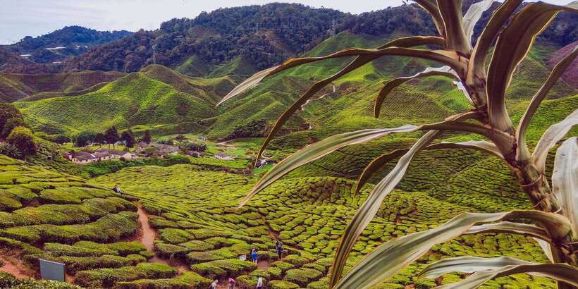 Cameroon Highland : Best nature in highland - Cameron Highlands, Malaysia: The cool plateau day trip that feels like a reset