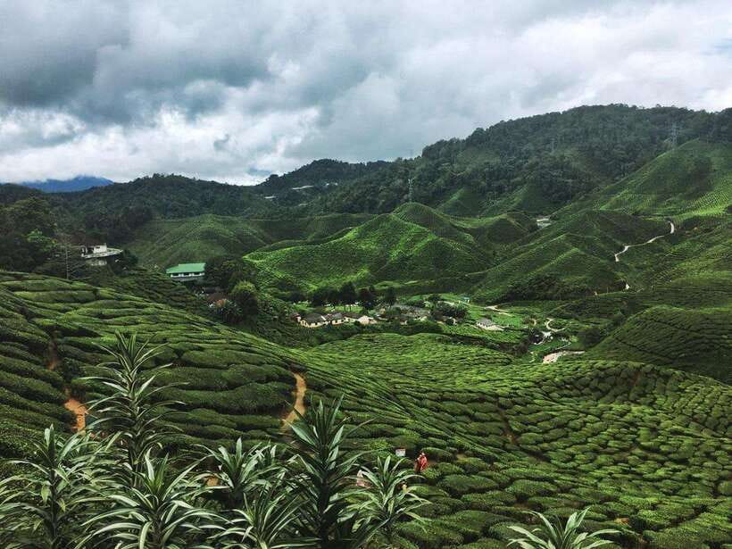Cameroon Highland : Best nature in highland - Tea plantation time: Bharat tea plus Boh Plantation on the right schedule