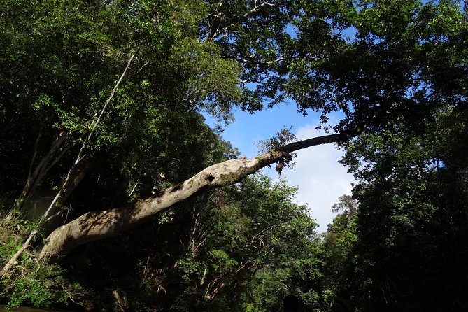 Day Tour Aborigine Village @ Rainforest Taman Negara + Batu Caves - Batu Caves: Steps, Temple Etiquette, and Why the Early Timing Helps