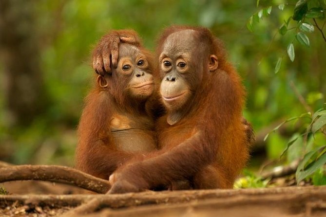 Day Trip Sepilok Orang-utan And City Tour (Flight Excluded) - Key highlights and what they mean for your day