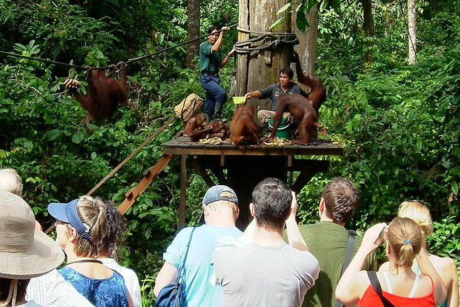 Day Trip Sepilok Orang-utan And City Tour (Flight Excluded) - Why this Sepilok and Sandakan day starts at 4:30 am