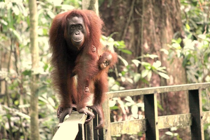 Day Trip Sepilok Orang-utan And City Tour (Flight Excluded) - Central Market, water village, and Puh Jih Syh Temple