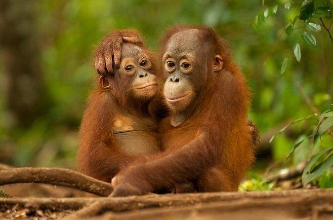 Day Trip Sepilok Orang-utan And City Tour (Flight Excluded) - The guide matters: English service and names you may see