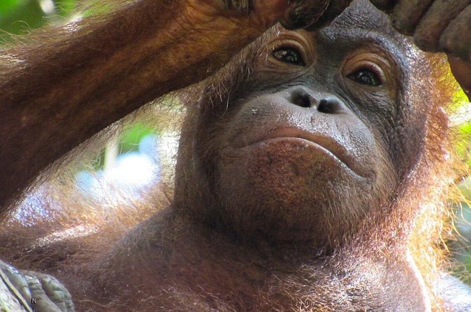 Day Trip Sepilok Orang-utan And City Tour (Flight Excluded) - Group size, timing, and how crowds change your view