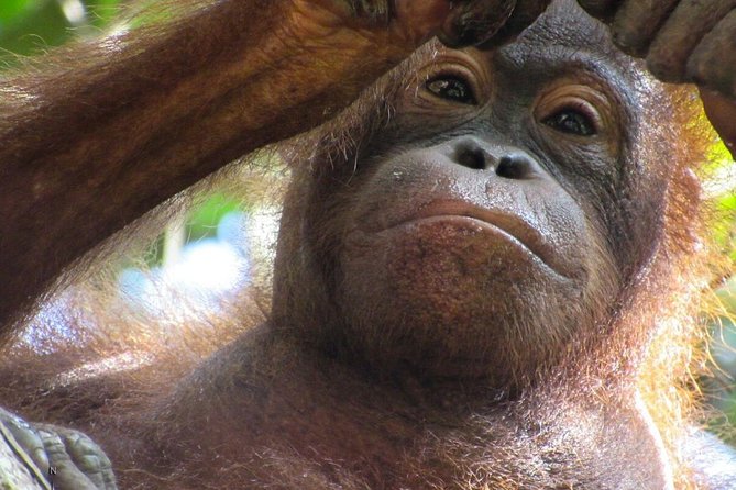 Day Trip Sepilok Orang-utan And City Tour (Flight Excluded) - Pickup, transfers, and why this tour is efficient