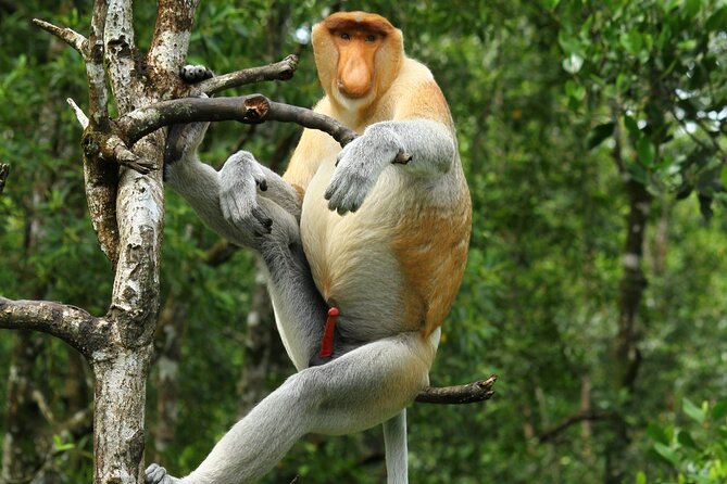 Day Trip Sepilok Orang Utan & Proboscis Monkey (Flight Excluded) - Key things I’d plan around