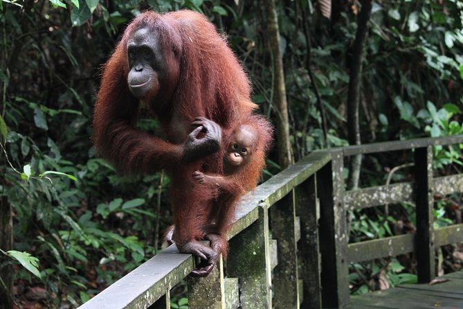 Day Trip Sepilok Orang Utan & Proboscis Monkey (Flight Excluded) - A Wildlife Day Trip That Starts Before Breakfast