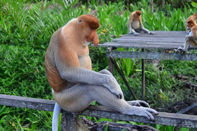 Day Trip Sepilok Orang Utan & Proboscis Monkey (Flight Excluded) - Labuk Bay Proboscis Monkey Sanctuary: The Mangrove Factor