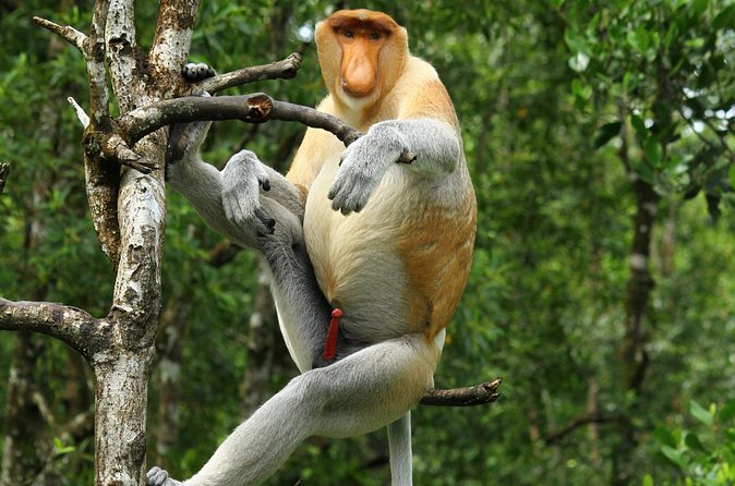 Day Trip Sepilok Orang Utan & Proboscis Monkey (Flight Excluded) - English-Speaking Guidance and Small-Group Timing