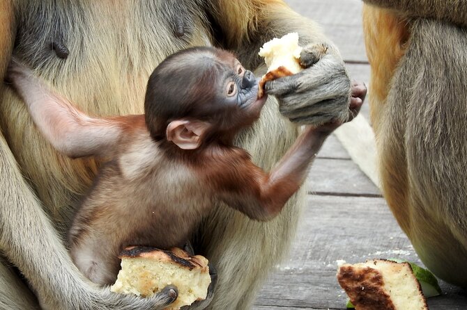 Day Trip Sepilok Orang Utan & Proboscis Monkey (Flight Excluded) - Lunch Outside Sandakan: Included and Usually Worth It