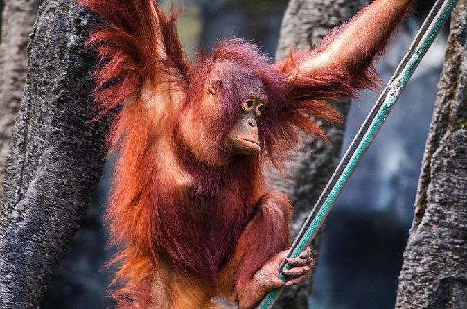 Day Trip Sepilok Orang Utan & Proboscis Monkey (Flight Excluded) - Value Check: Is $176 Worth It for What You Get?