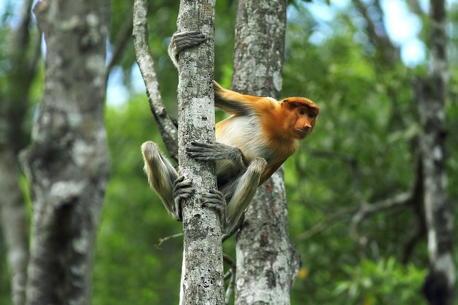 Day Trip Sepilok Orang Utan & Proboscis Monkey (Flight Excluded) - Sepilok Orangutan Rehabilitation Centre: Feeding Time at the Platform