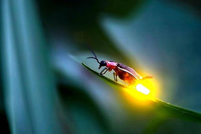 Day Trip to Batu Caves & Firefly - How this day trip feels in real life