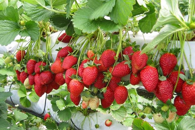 Day Trip to Cameron Highlands: Nature Escape from Kuala Lumpur - Ride times and what a 10-12 hour day really means