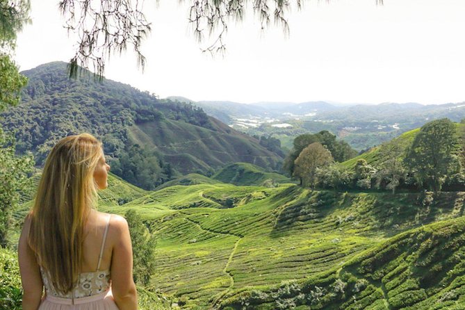 Day Trip to Cameron Highlands: Nature Escape from Kuala Lumpur - BOH Tea Estate: the big one that sets the tone