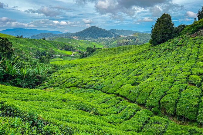 Elevate Your Senses: A Day of Wonders in Cameron Highlands! - Key things I’d plan around