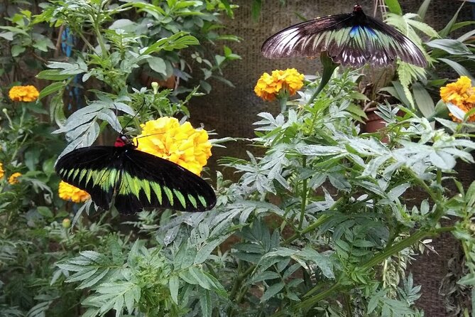 Elevate Your Senses: A Day of Wonders in Cameron Highlands! - Cameron Highlands in One Long Day, Starting From Kuala Lumpur