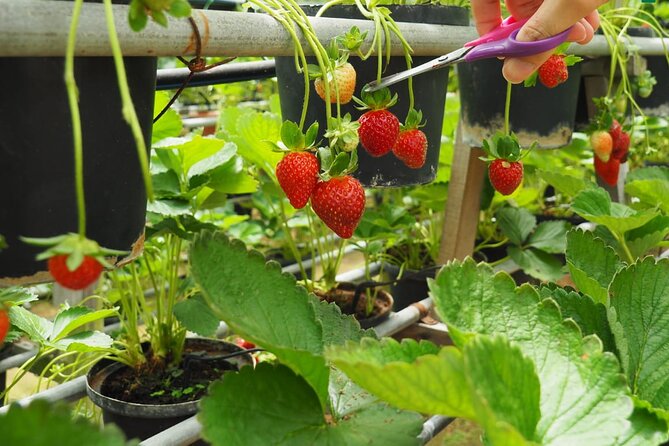 Elevate Your Senses: A Day of Wonders in Cameron Highlands! - Stops 4 and 5: Strawberry Farm and Bee Farm, Free and Different