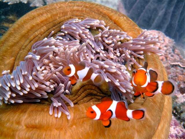 Enjoy 3 Fun Dives in Kota Kinabalu | Certified Divers - Surface interval on the catamaran: how to use your break well