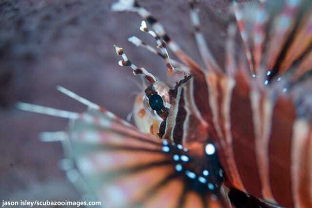 Enjoy 3 Fun Dives in Kota Kinabalu | Certified Divers - Price and value: what $112 includes, what costs extra